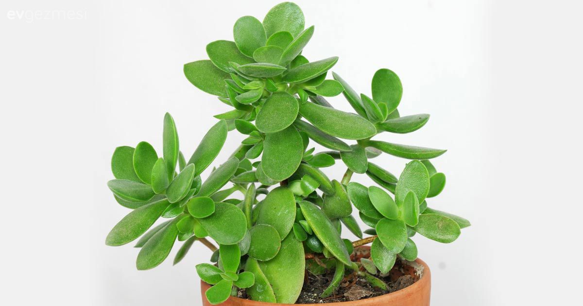 Bakımı Oldukça Kolay 12 İç Mekan Bitkisi