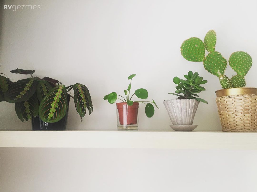Duvar rafı, Duvar dekorasyonu, Ev bitkisi, Saksı, Kaktüs