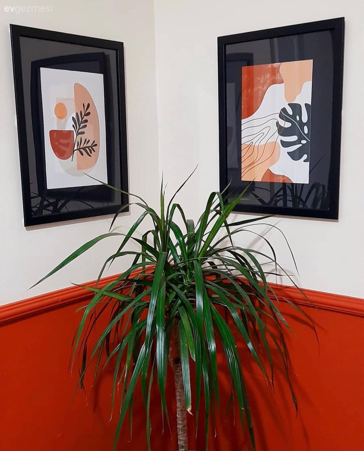 Çerçeve, Ev bitkisi, Turuncu duvar rengi