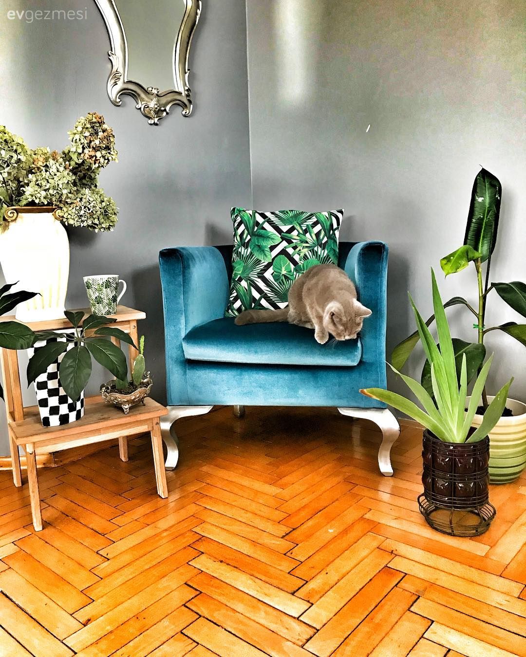 Salon, Mavi, Beyaz, Kahverengi, Berjer, Parke, Ev bitkisi, Çiçeklik