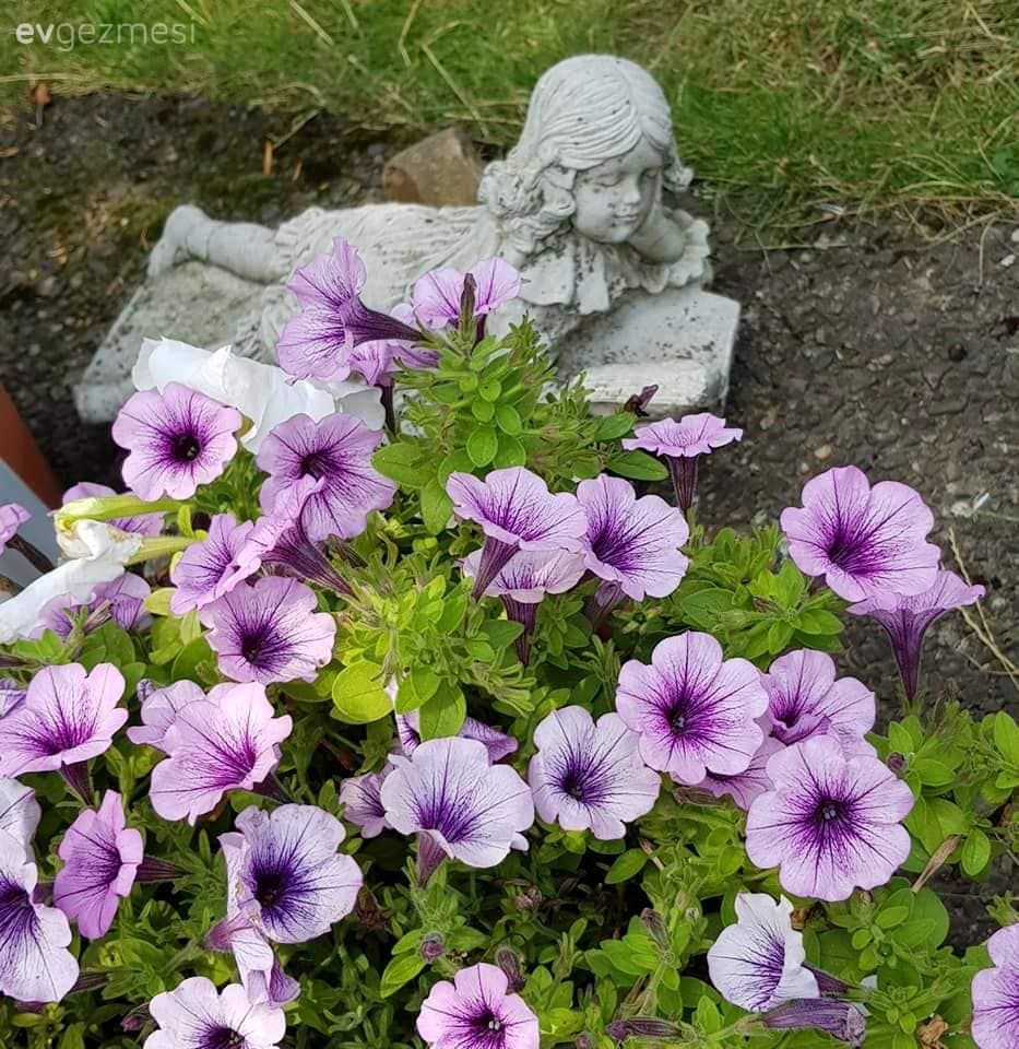 Bahçe, Peyzaj, Çiçekler