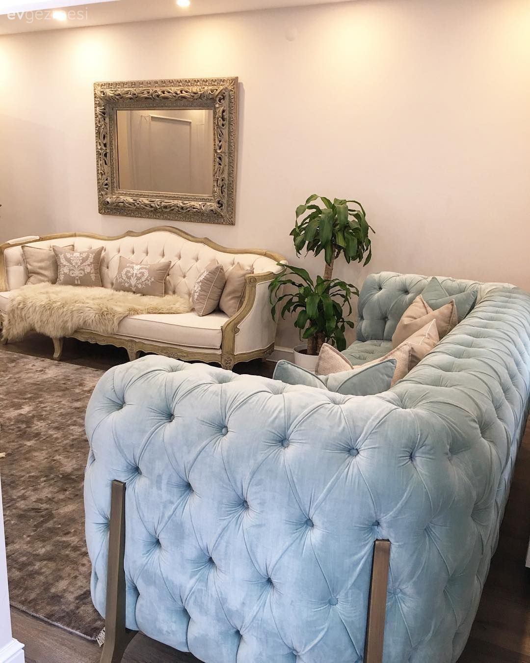 Salon, Mavi, Krem, Ayna, Ev bitkisi, Salon halısı