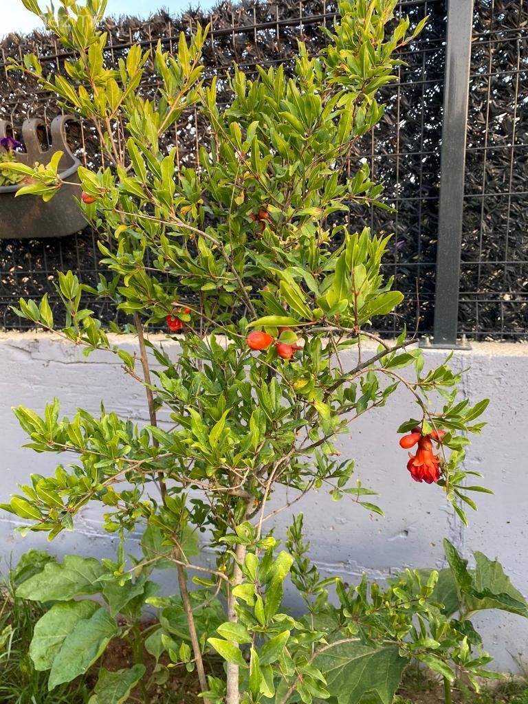 Bahçe, Müstakil Ev