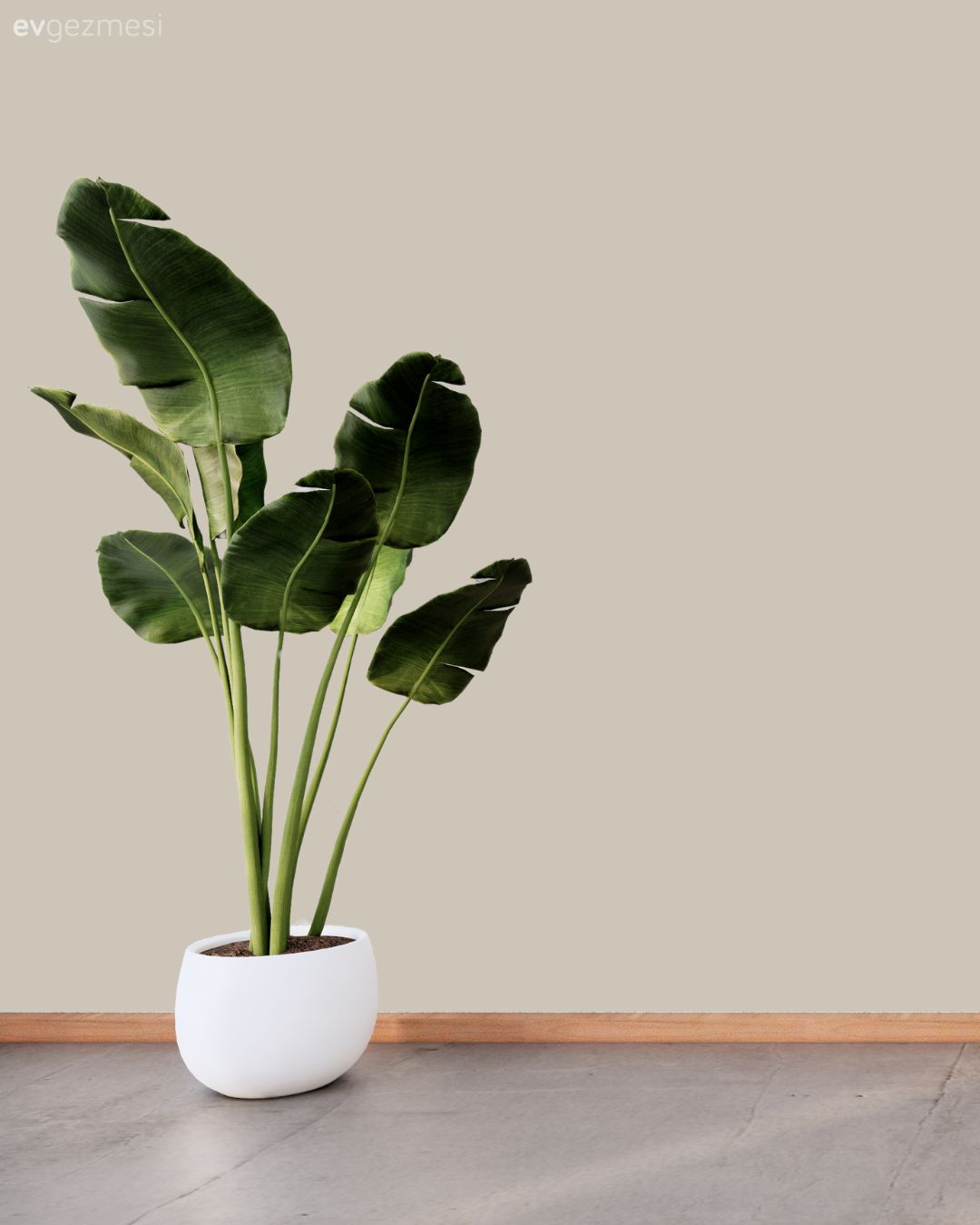 En Çok Sevilen Duvar Boyası Renkleri: Farklı Markalardan Renk Kodları