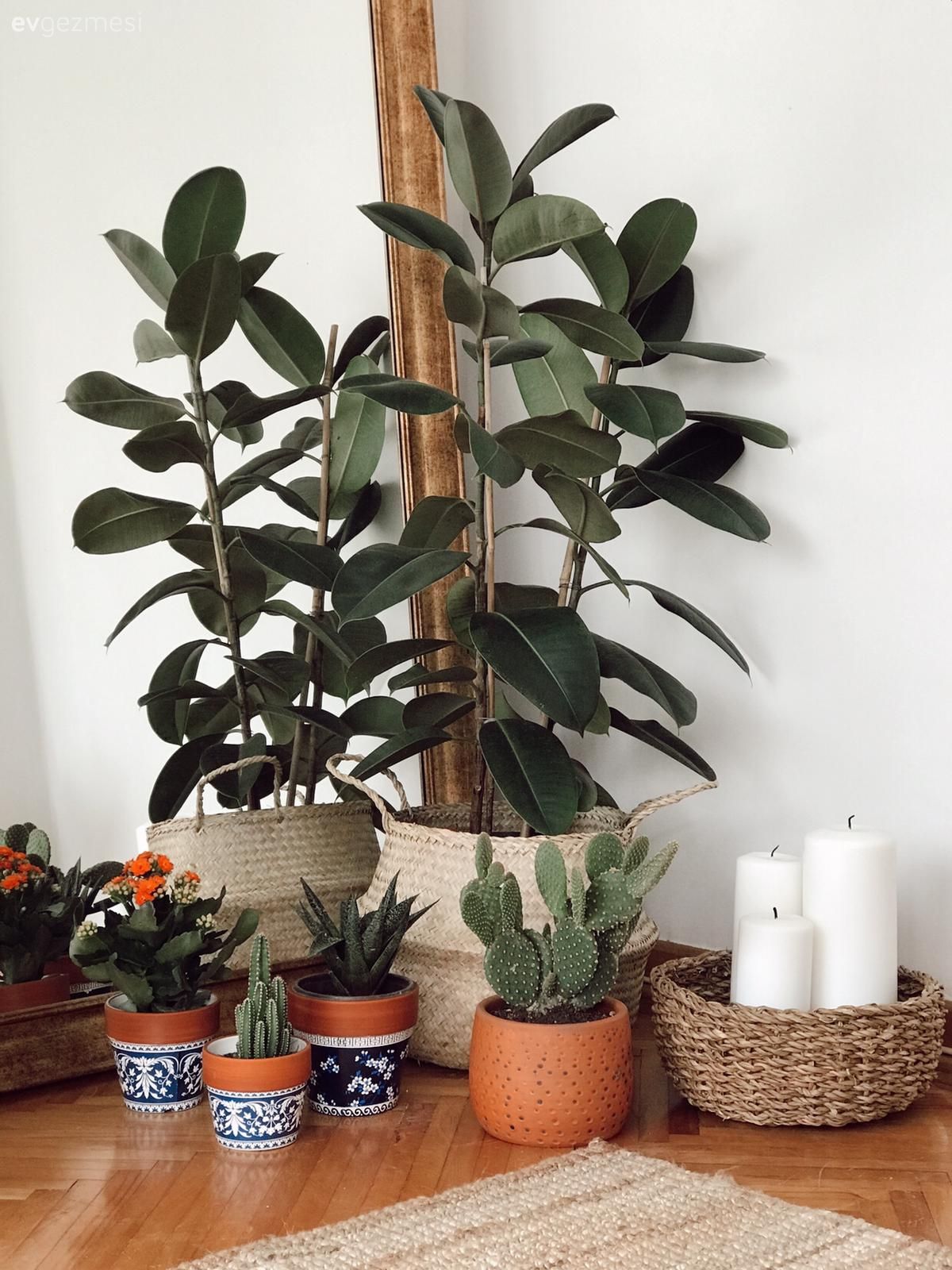 Ev bitkisi, Boy aynası, Ayna, Hasır, Saksı