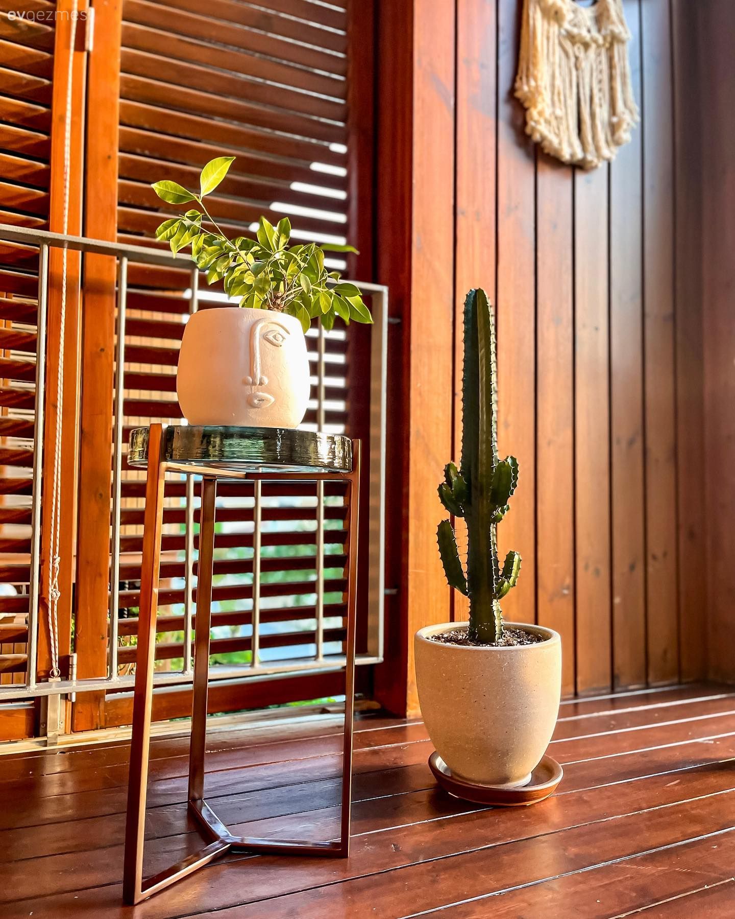 Vazo, Ev Aksesuar, Çiçeklik, Kaktüs, Ev bitkisi