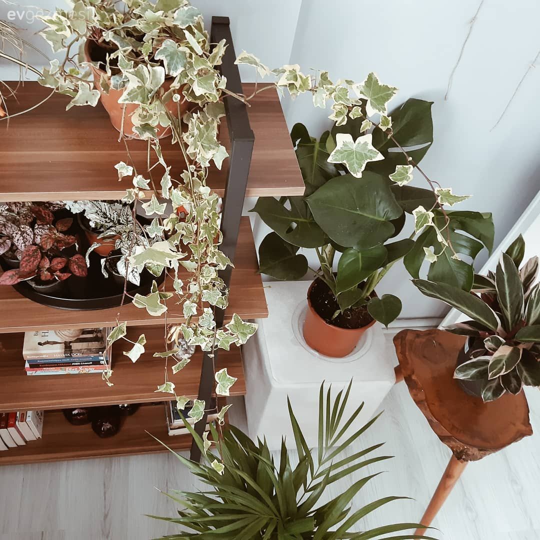 Çiçeklik, Ev bitkisi, Sandalye, Saksı