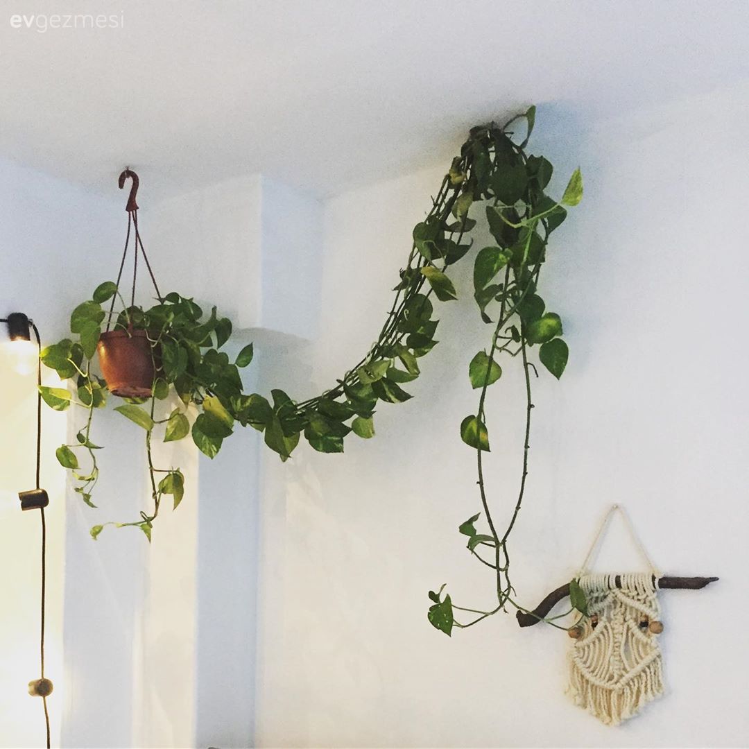 Makrome, Duvar dekorasyonu, Sarmaşık