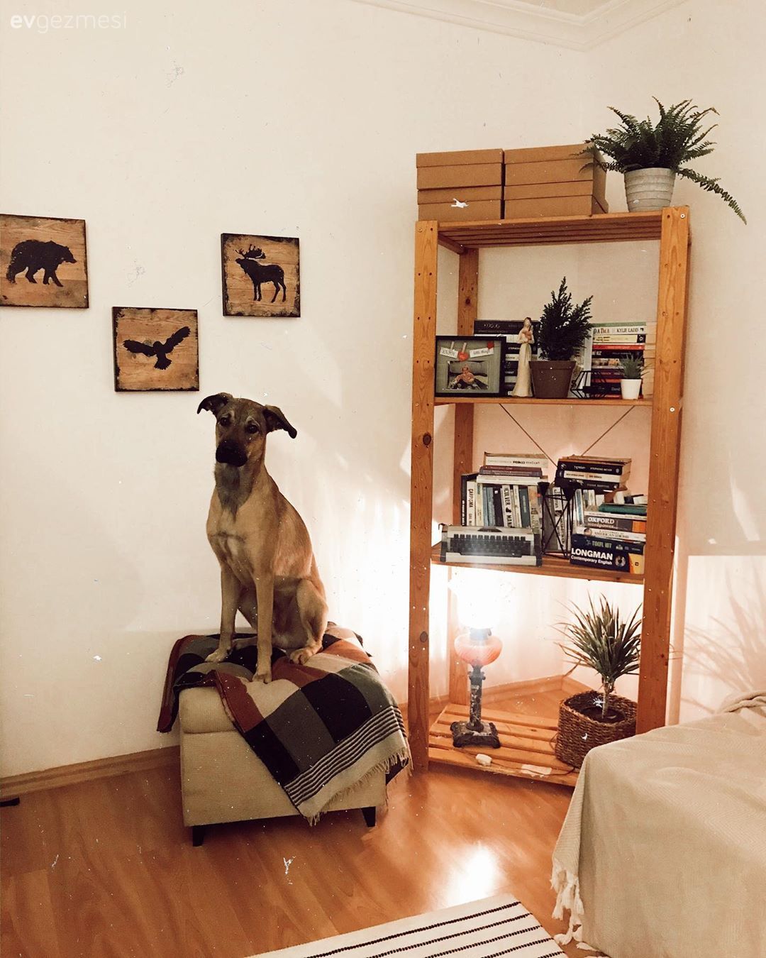 Vizon, Kilim, Halı, Çizgili desen, Desenler, Koltuk takımı, Kitaplık, Kırlent, Ev tekstili, Hasır sepet, Ev bitkisi