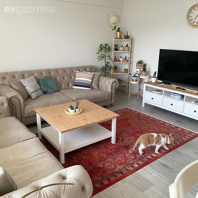 Salon, Beyaz, Kırmızı, Vizon, Krem, Ahşap Mobilya, Koltuk takımı, Orta sehpa, Sehpa, Tv ünitesi, Tv ünitesi aksesuarları, Ev Aksesuar, Halı, Salon halısı, Kırlent, Ev tekstili, Ev bitkisi, İskandinav