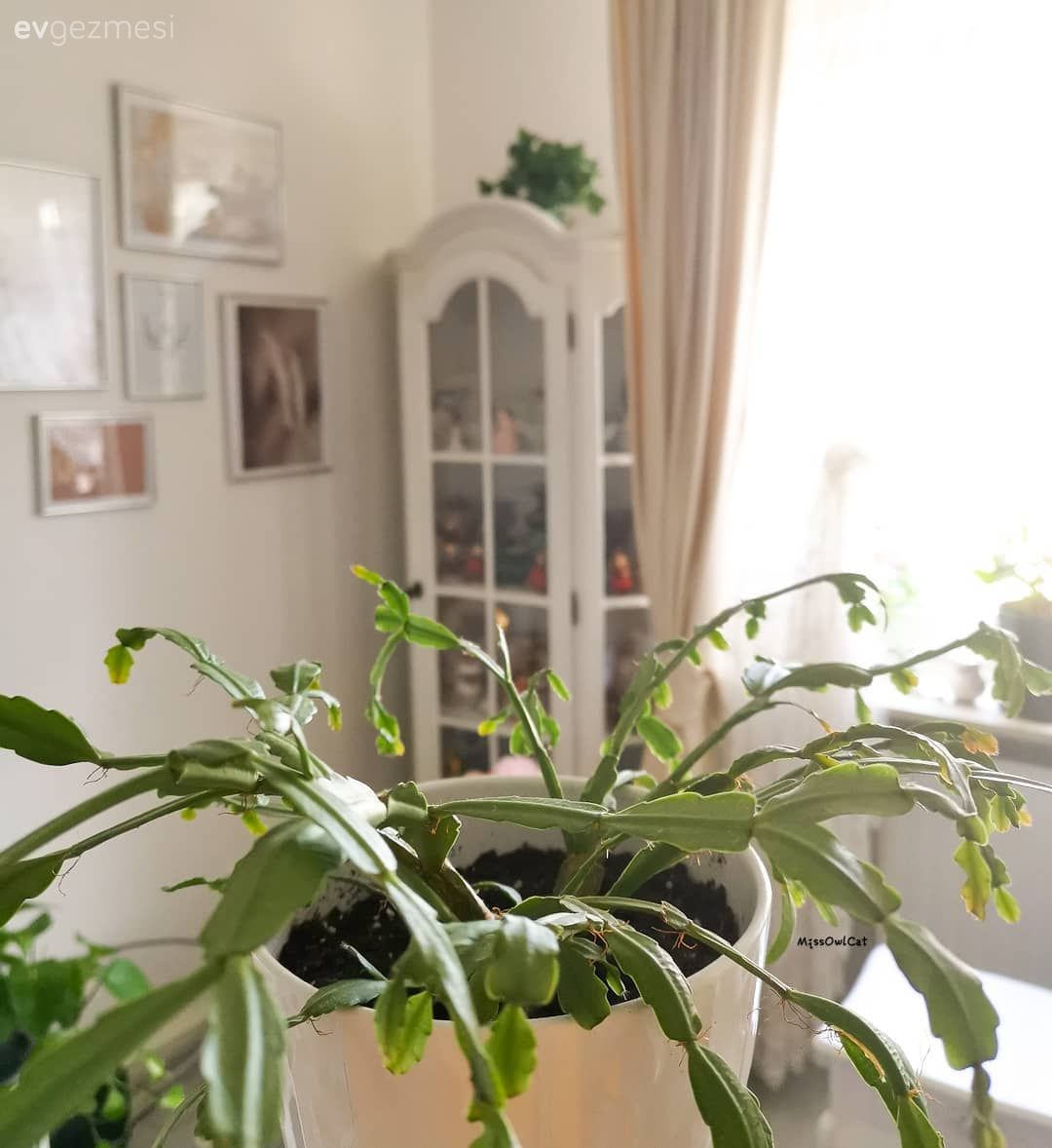 Salon, Vitrin, Beyaz, Ev bitkisi, Tablo, Duvar dekorasyonu, Fon perde, Perde, Tül perde