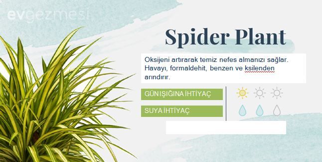 Yatak Odasına Uygun Uyku ve Temiz Hava Dostu  18 Bitki