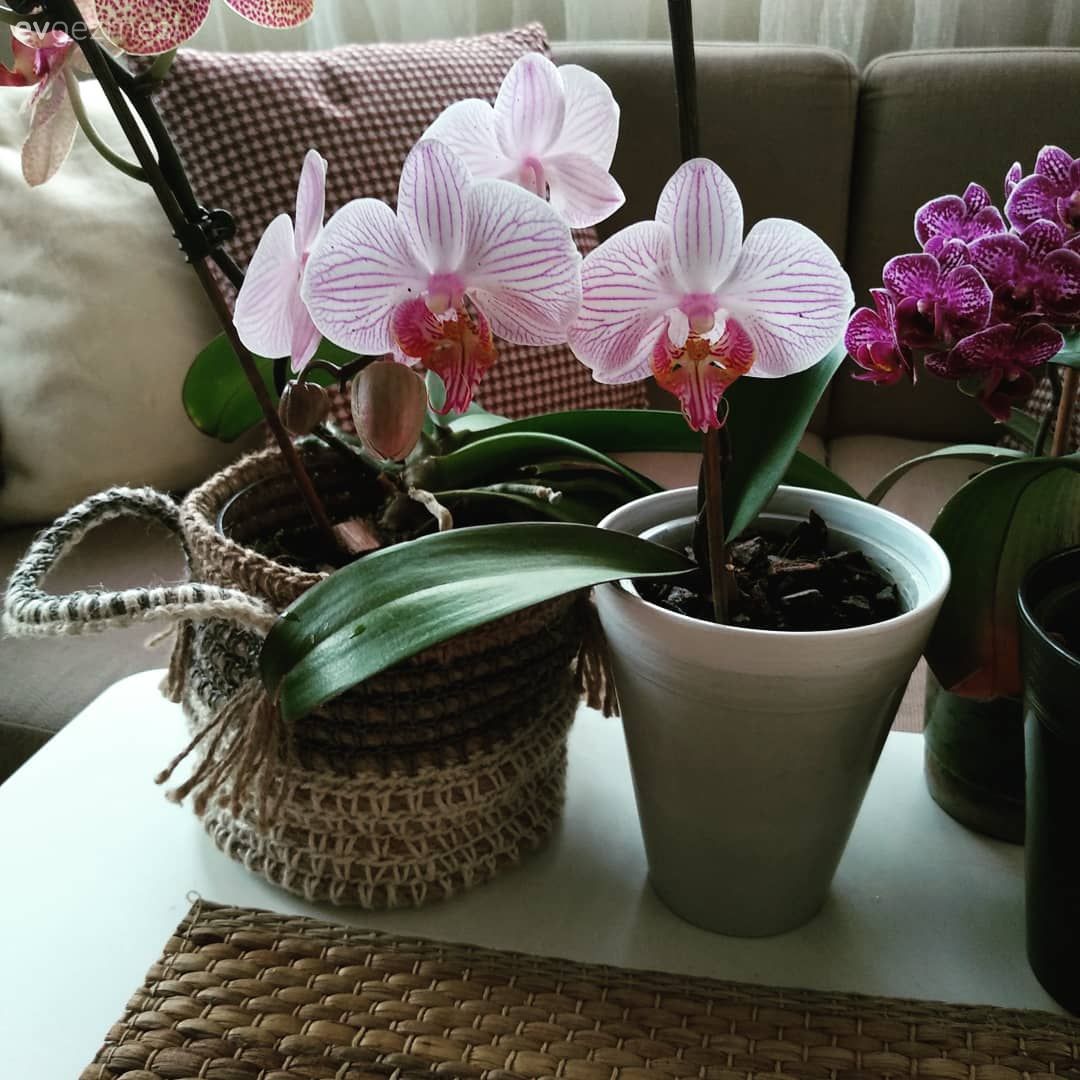 Ev Gezmesi: Modern ve Rustik Detayların Sıcacık Buluşması