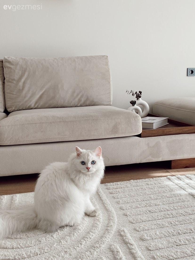 Köşe koltuk, Koltuk takımı, Bej, Beyaz, Krem, Ahşap Mobilya, Halı, Salon halısı