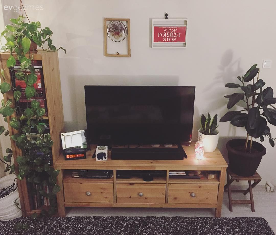 Tv ünitesi, Duvar dekorasyonu, Çerçeve, Ev bitkisi, Kitaplık, Sarmaşık, Ahşap Mobilya, Saksı