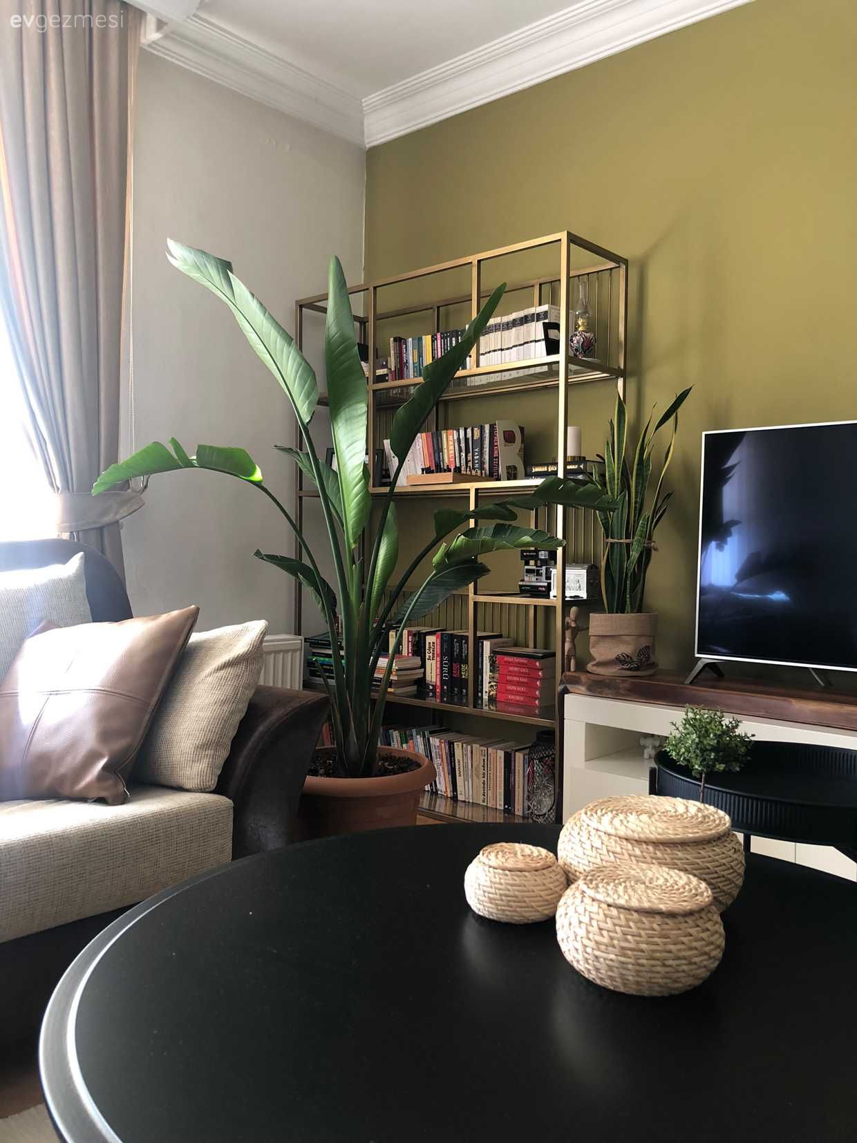 Kitaplık, Altın, Ev bitkisi, Saksı, Koltuk takımı, Tv ünitesi, Tv ünitesi aksesuarları, Ev Aksesuar, Orta sehpa, Sehpa, Yuvarlak sehpa, Fon perde, Perde, Tül perde