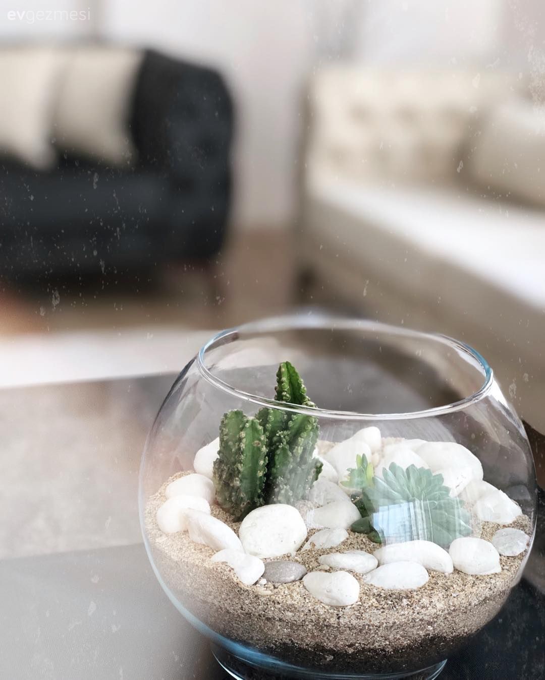 Ev bitkisi, Kaktüs, Salon, Krem, Füme, Ev Aksesuar, Modern chesterfield