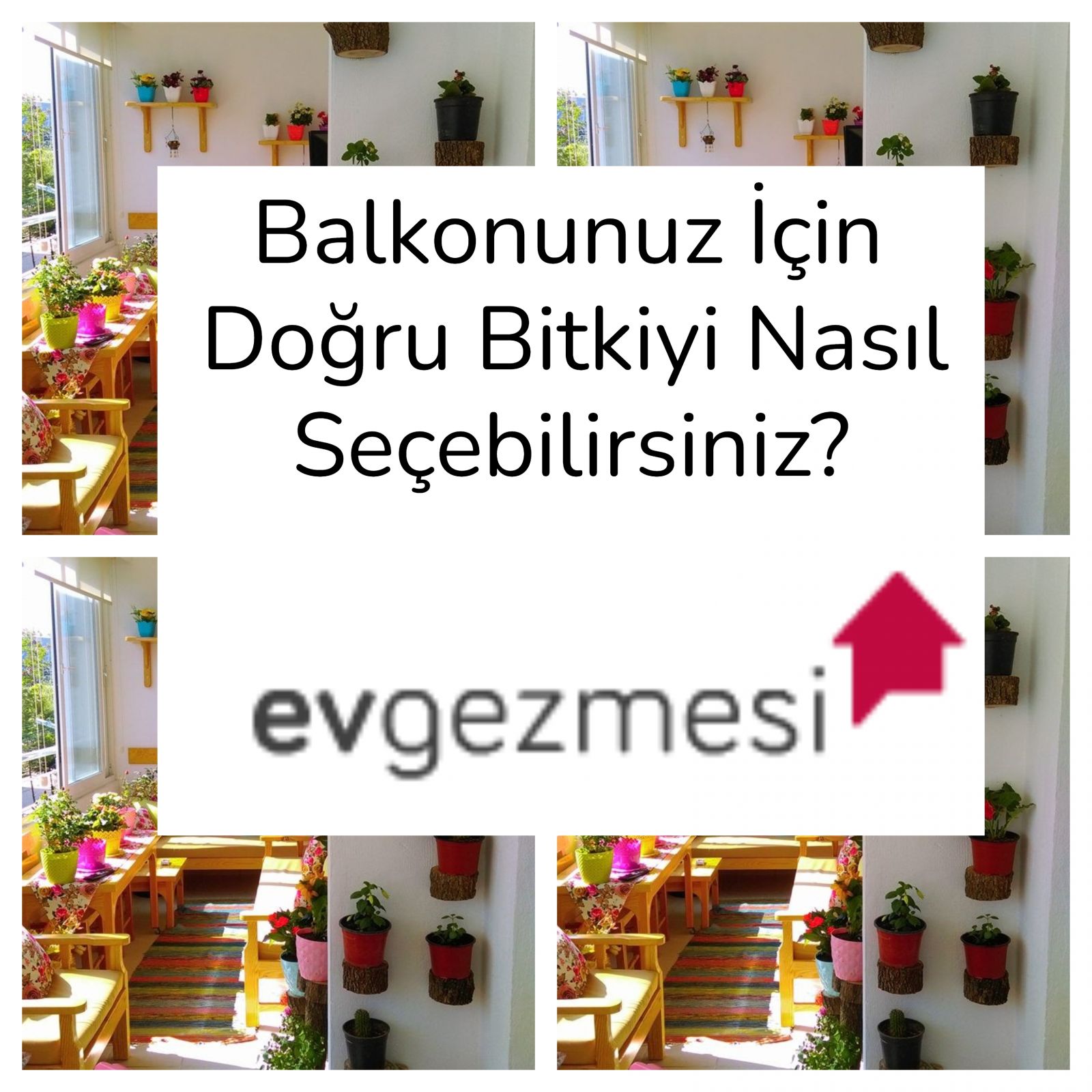 Balkonunuz İçin Doğru Bitkiyi Nasıl Seçebilirsiniz?