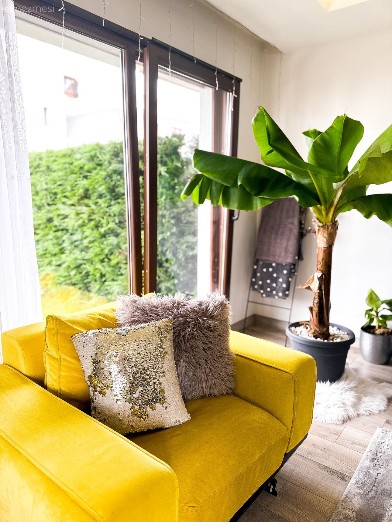 Sarı, Koltuk takımı, Saksı, Ev bitkisi, Kırlent, Ev tekstili