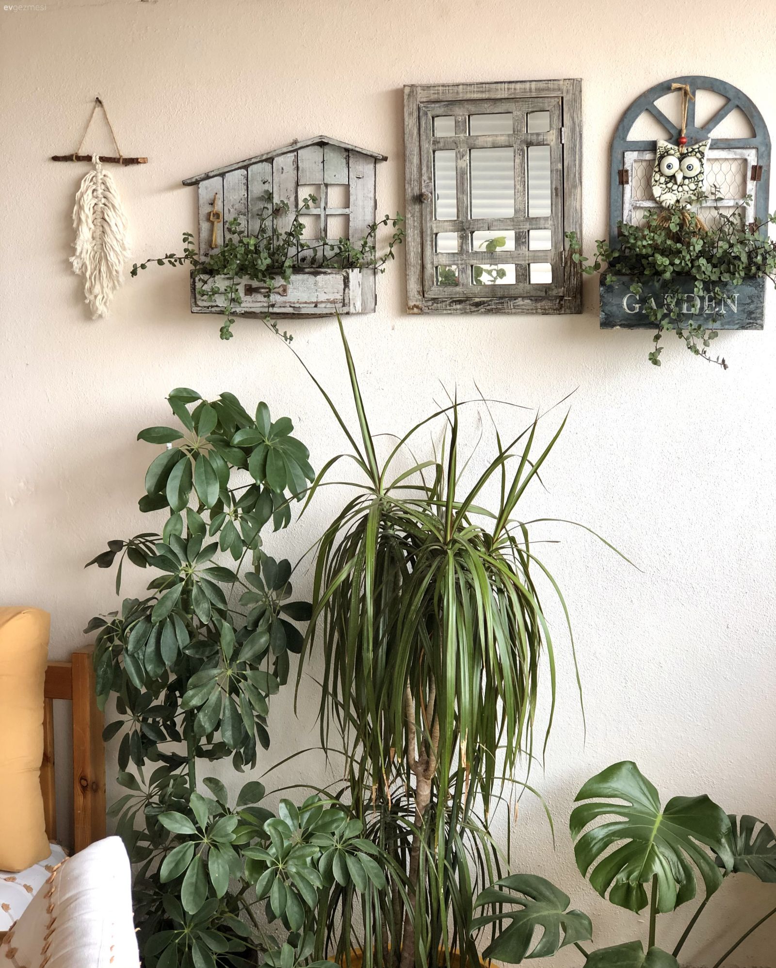 Ev bitkisi, Duvar dekorasyonu