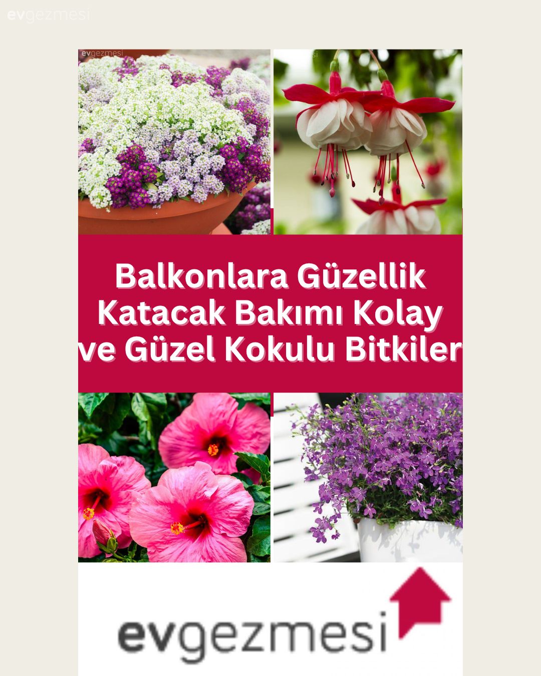 Balkonlara Güzellik Katacak Bakımı Kolay ve Güzel Kokulu Bitkiler