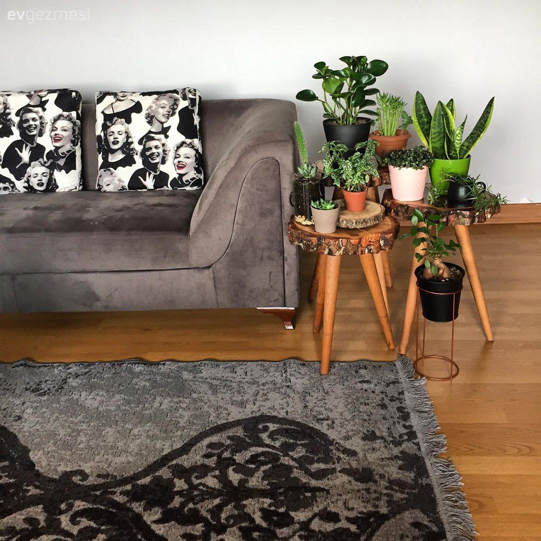 Salon, Modern, Gri, Koltuk takımı, Halı, Salon halısı, Ahşap Mobilya, Ev Aksesuar, Ev bitkisi, Kaktüs, Yan sehpa