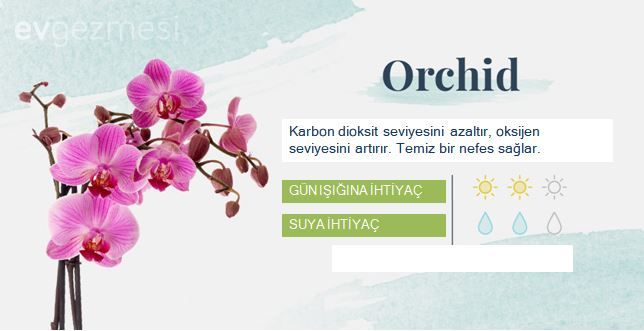 Yatak Odasına Uygun Uyku ve Temiz Hava Dostu  18 Bitki