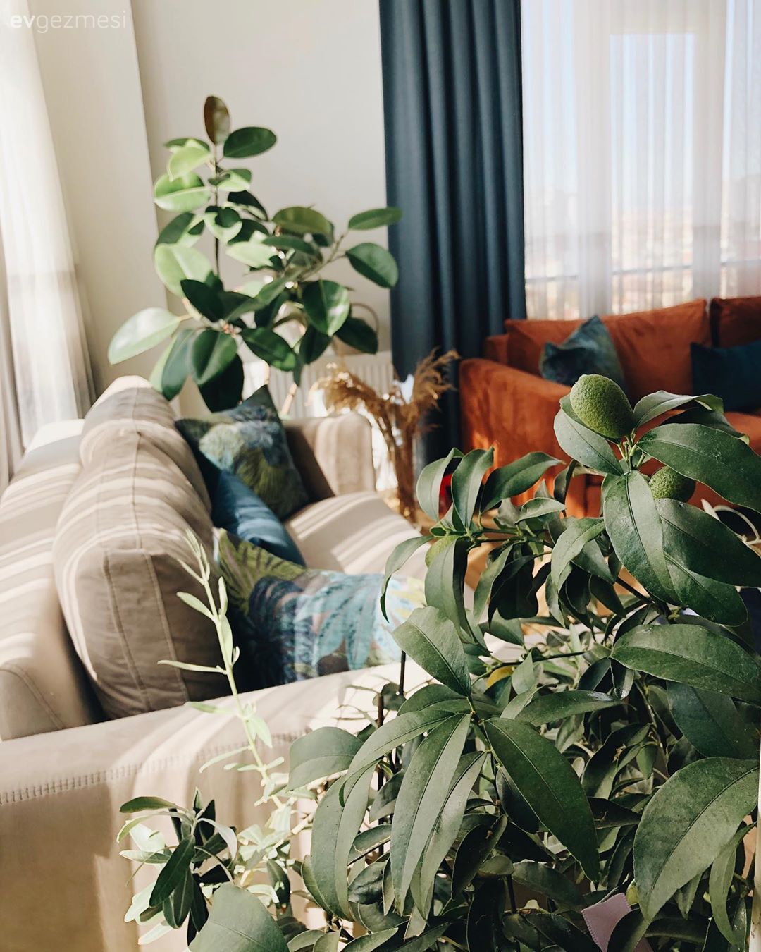 Salon, Krem, Turuncu, Mavi, Ev bitkisi, Kırlent, Ev tekstili, Koltuk takımı, Fon perde, Perde, Tül perde