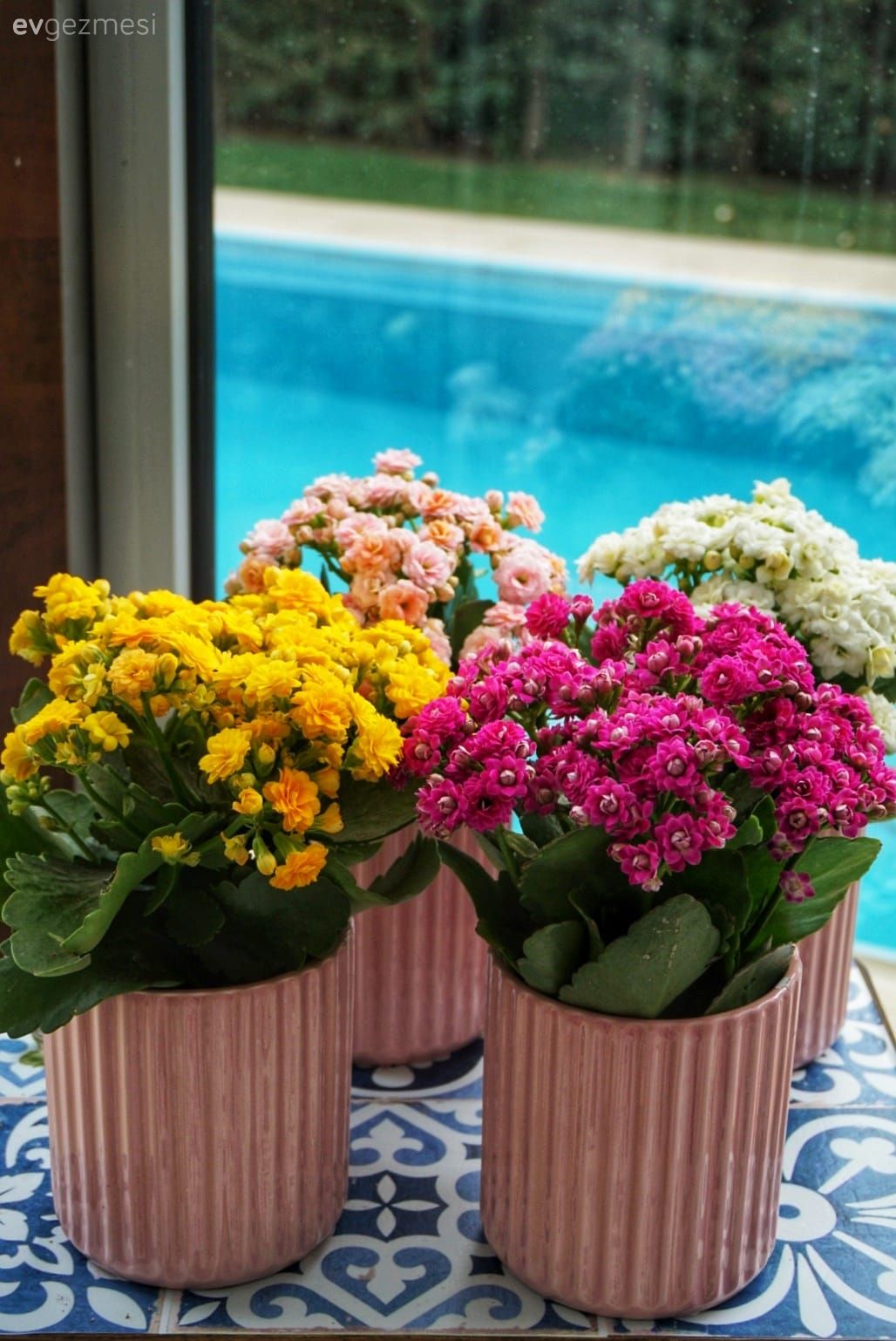 Pembe, Beyaz, Çiçekler, Vazo, Ev Aksesuar