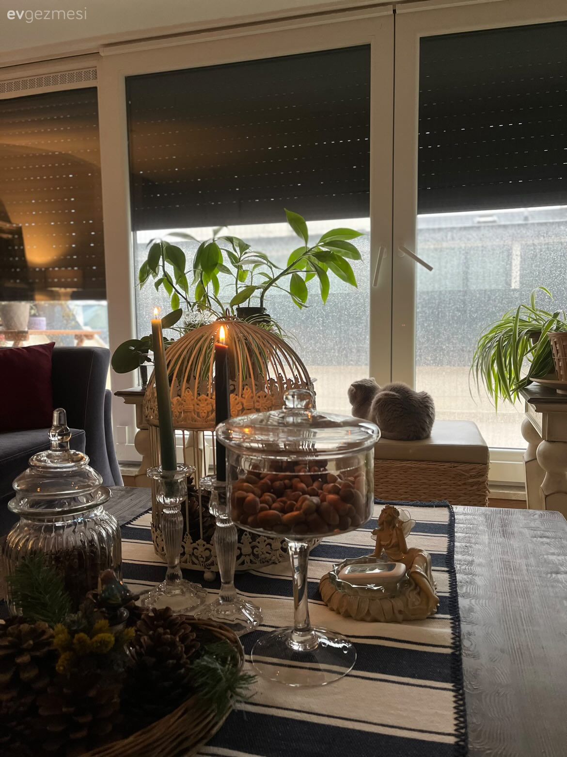 Dekoratif Objeler, Ev bitkisi