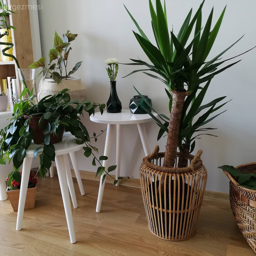 Ev bitkisi, Sepet saksı, Yan sehpa, Sehpa, Yuvarlak sehpa, Hasır sepet