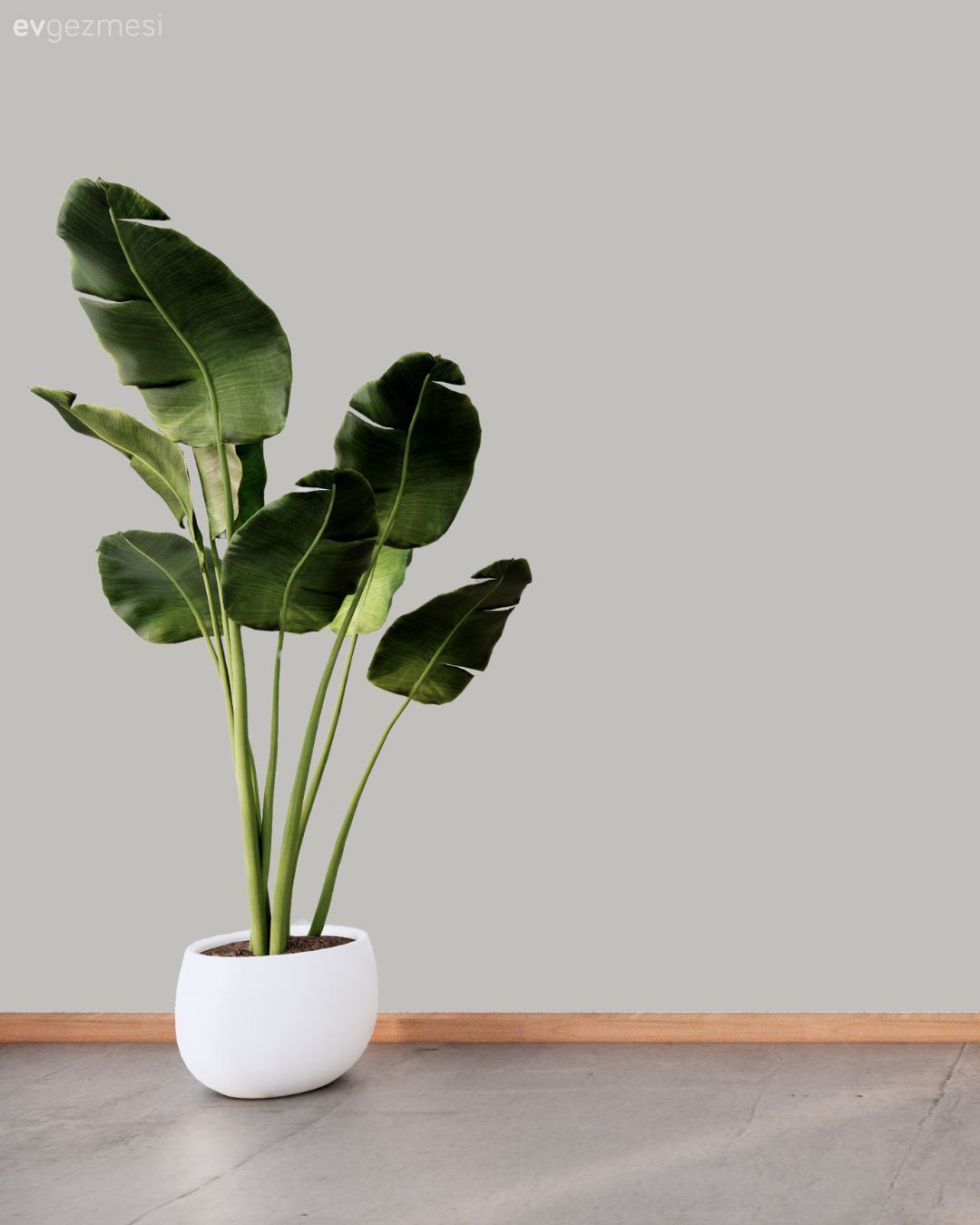 En Çok Sevilen Duvar Boyası Renkleri: Farklı Markalardan Renk Kodları