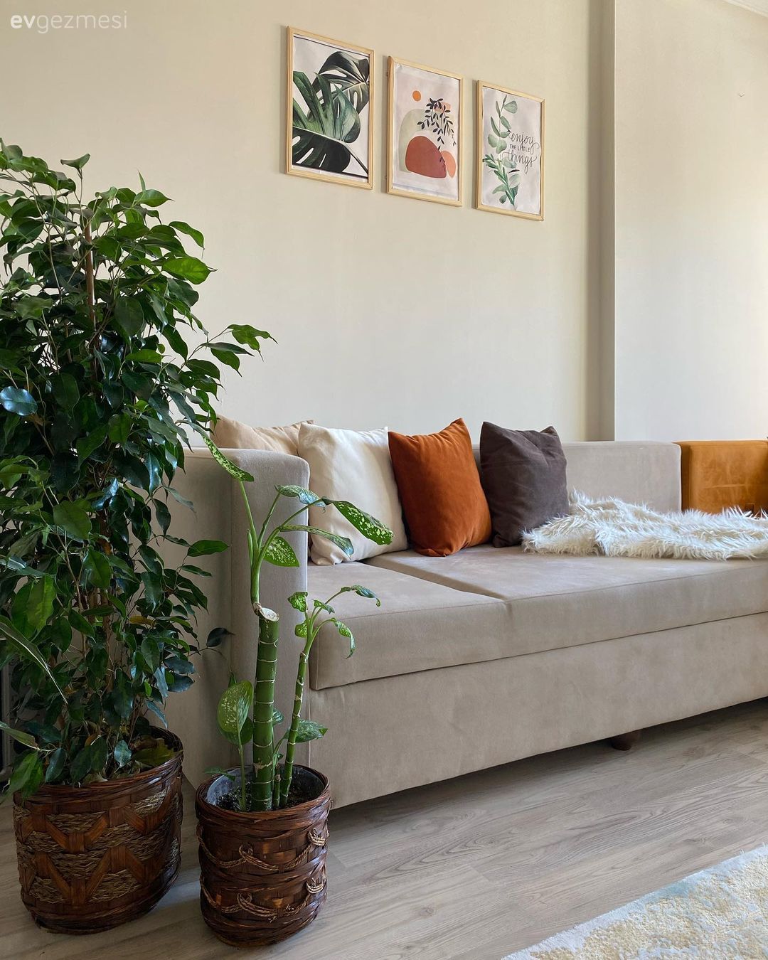 Koltuk takımı, Bej, Vizon, Ev bitkisi, Çerçeve, Kırlent, Ev tekstili