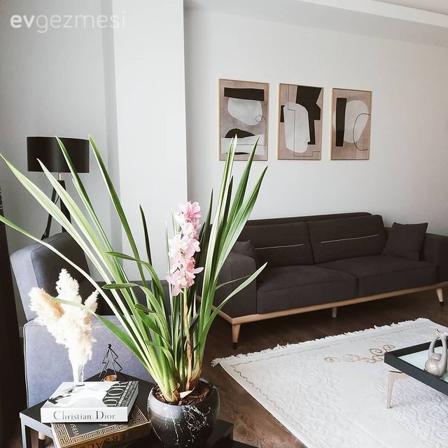 Salon, Gri, Beyaz, Krem, Bej, Koltuk takımı, Ev bitkisi, Berjer, Çerçeve, Lambader, Aydınlatma