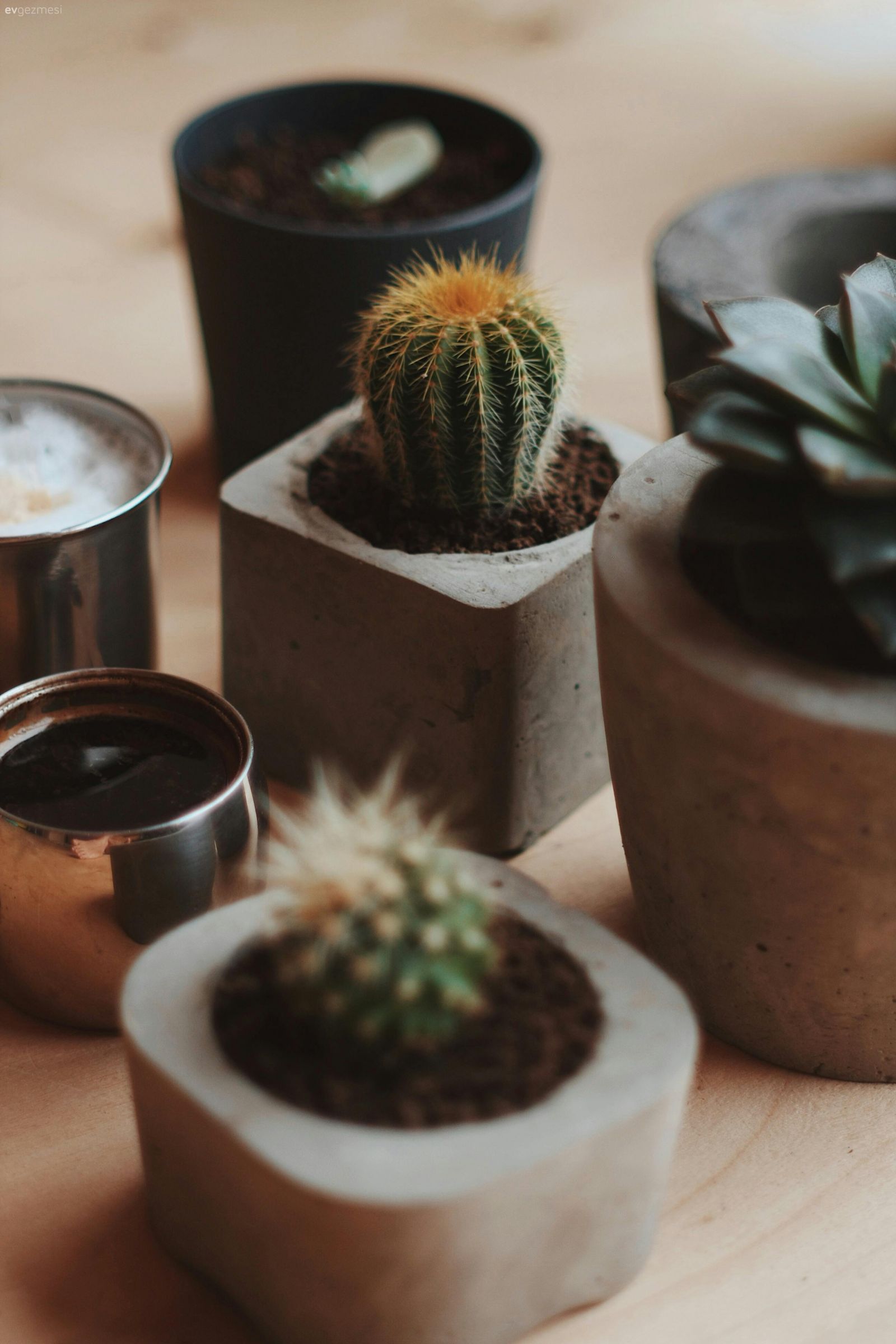 Yaz Sıcaklarına Dayanıklı Ev Bitkileri ve Bakımı