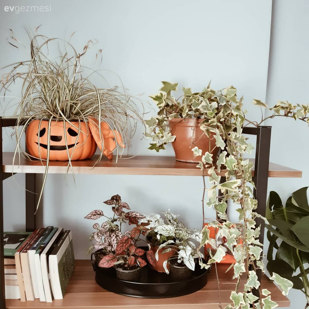 Çiçeklik, Ev bitkisi, Sandalye, Saksı