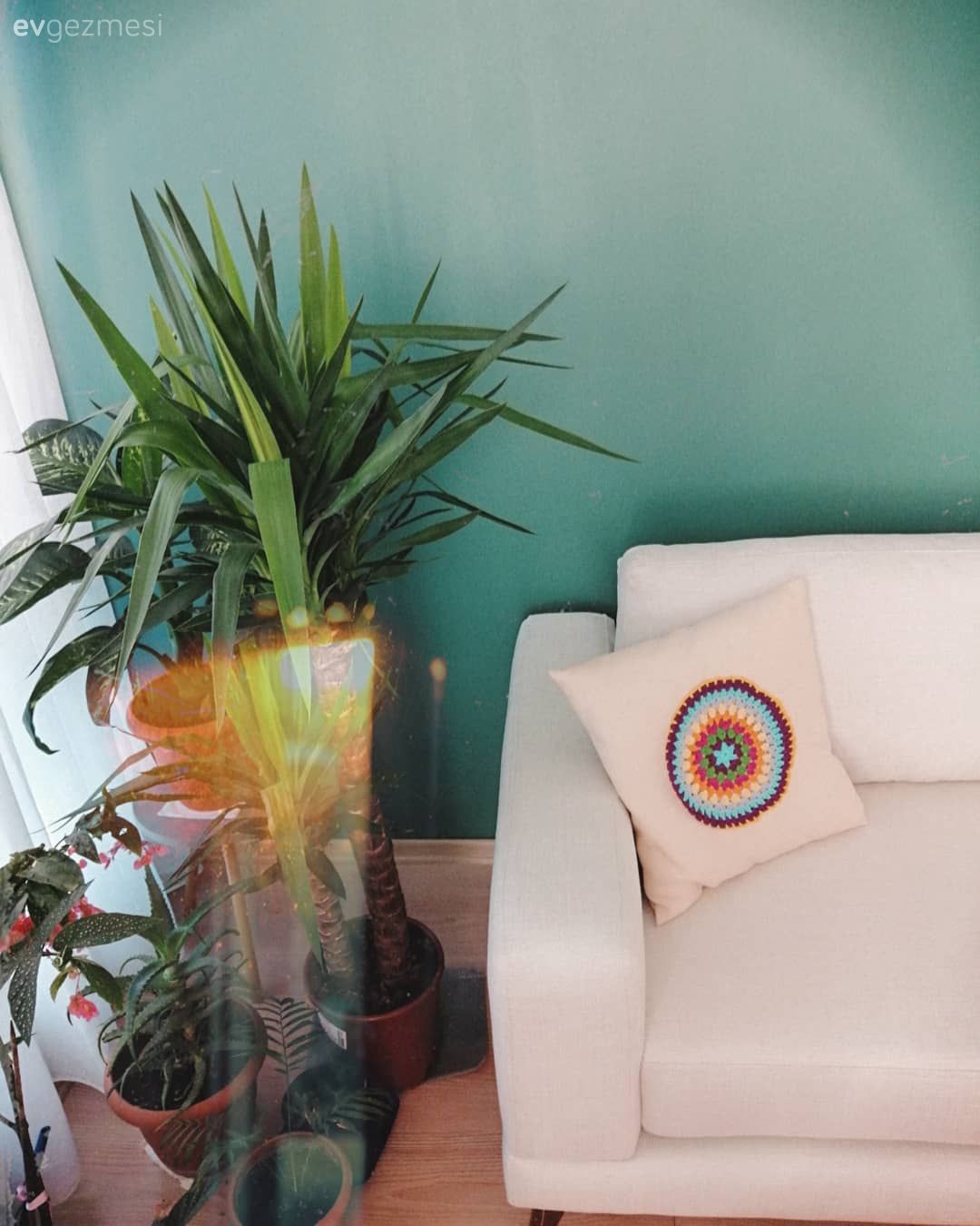 Salon, Beyaz, Mavi, Mavi duvar, Ev bitkisi, Koltuk takımı, Kırlent, Ev tekstili