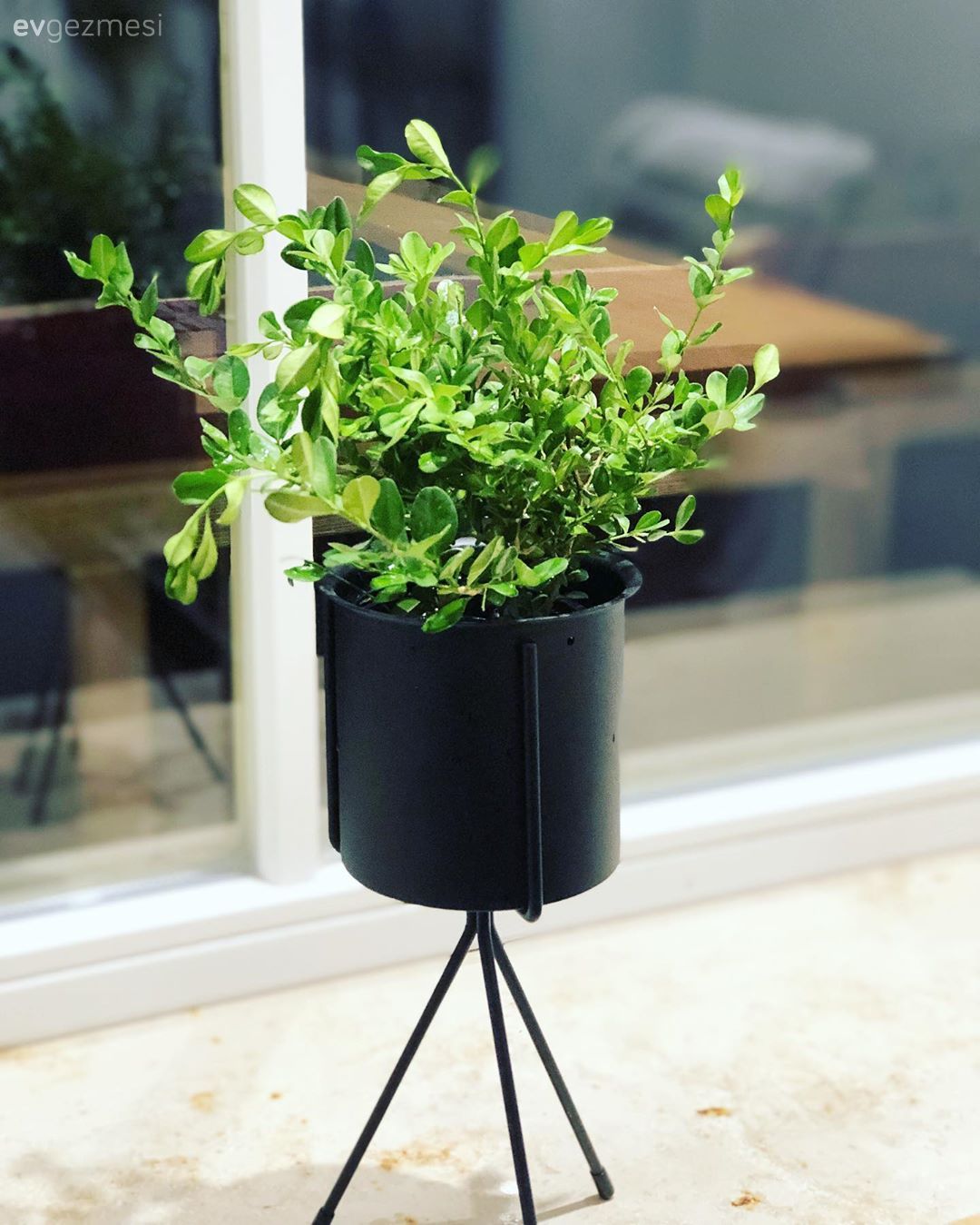 Saksı, Siyah, Ev bitkisi