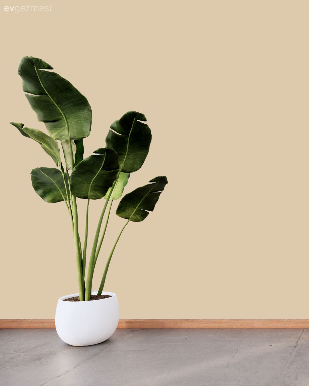 En Çok Sevilen Duvar Boyası Renkleri: Farklı Markalardan Renk Kodları