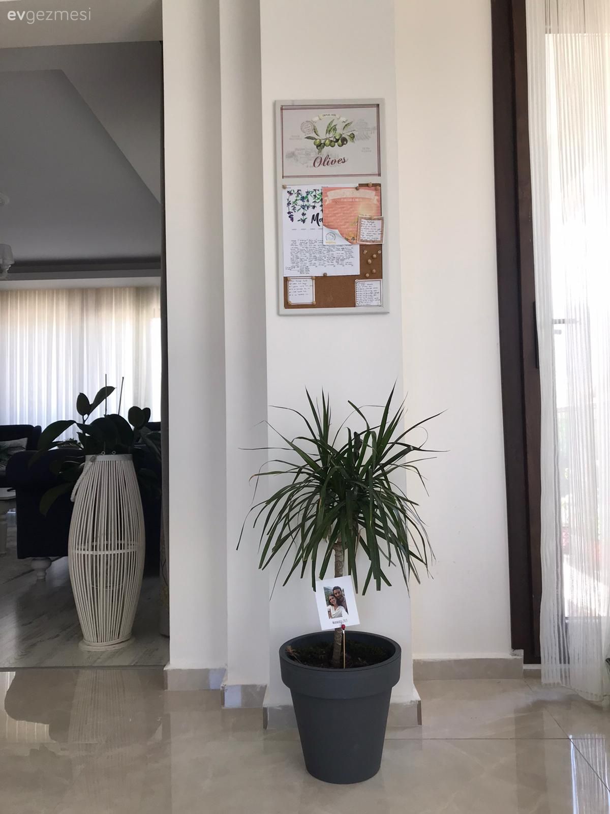 Ev bitkisi, Saksı, Tablo, Duvar dekorasyonu