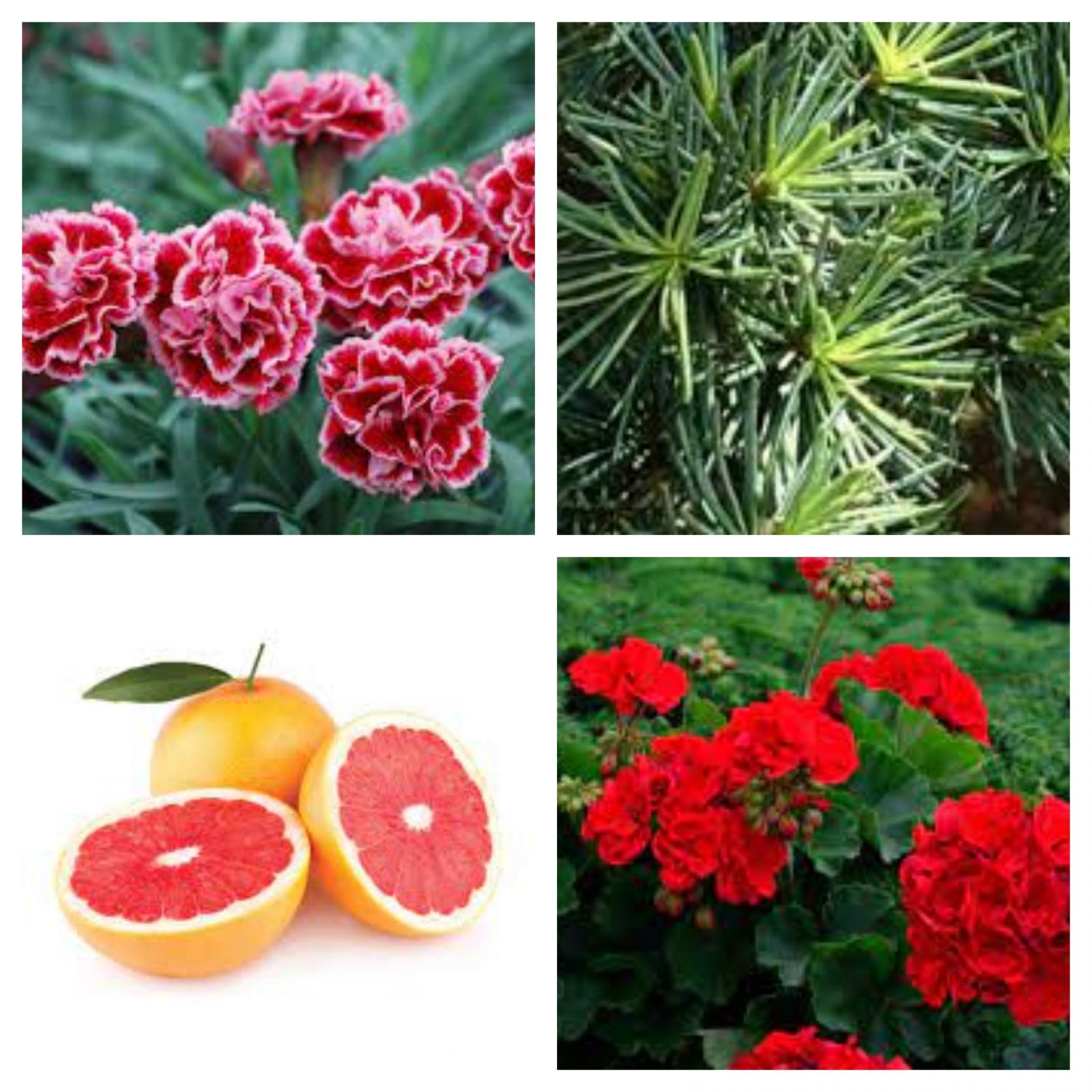 Evdeki Kötü Kokulara En İyi Çözüm: Ev Yapımı Oda Kokuları