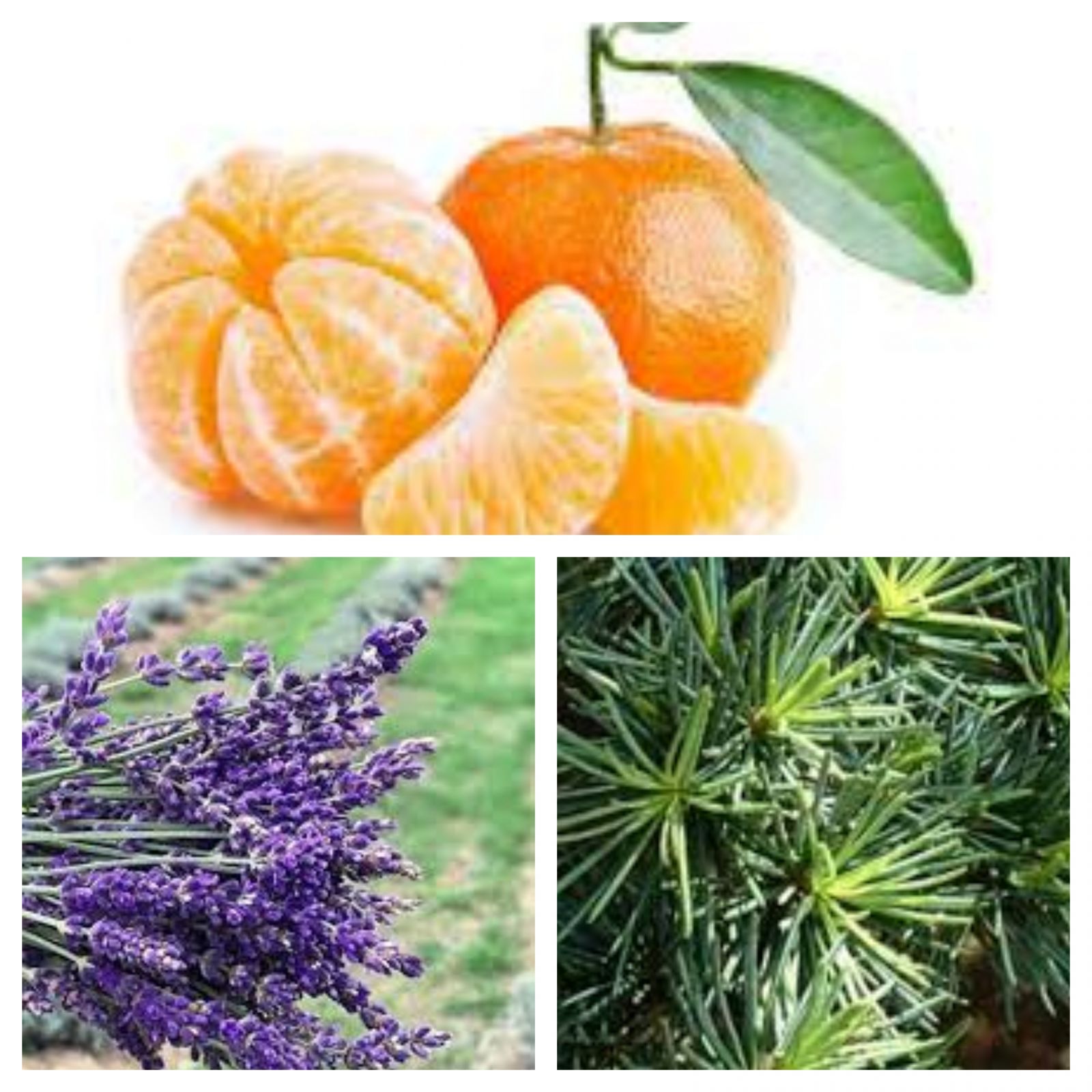 Evdeki Kötü Kokulara En İyi Çözüm: Ev Yapımı Oda Kokuları