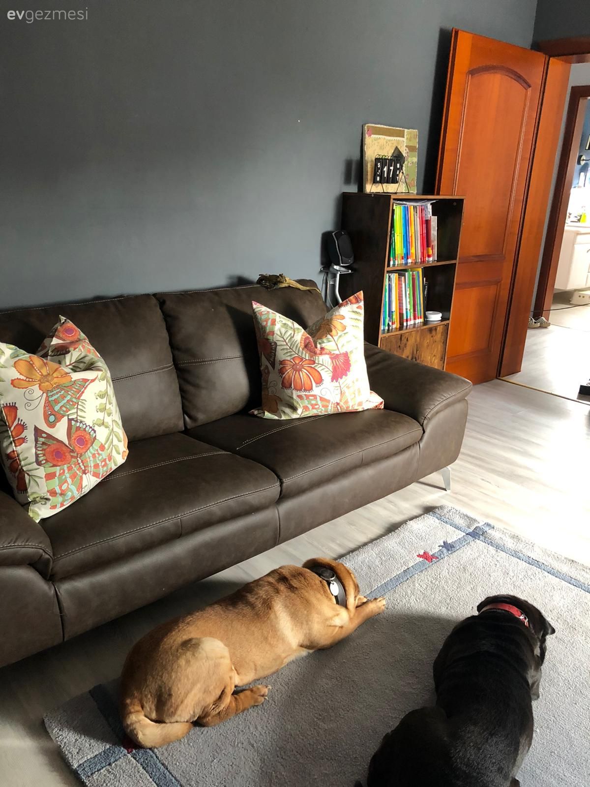 Halı, Antrasit duvar, Füme, Kitaplık, Kırlent, Ev tekstili