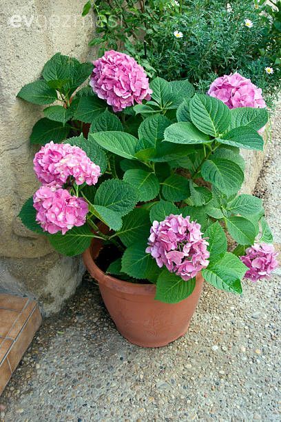 Balkonlara Güzellik Katacak Bakımı Kolay ve Güzel Kokulu Bitkiler