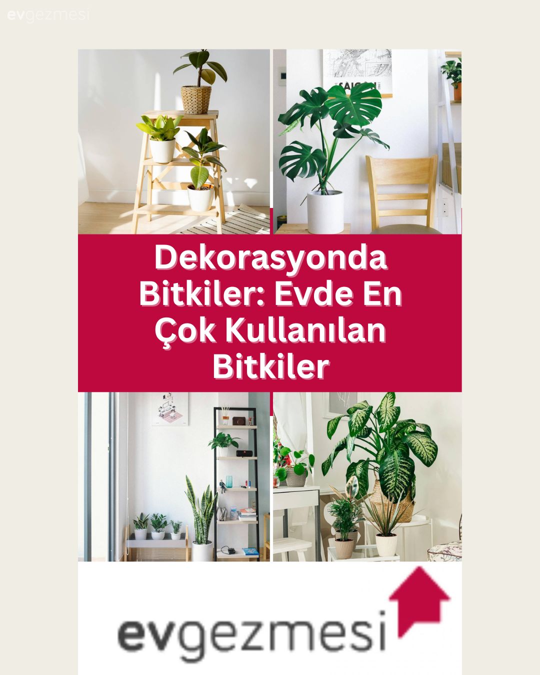 Dekorasyonda Bitkiler: Evde En Çok Kullanılan Bitkiler