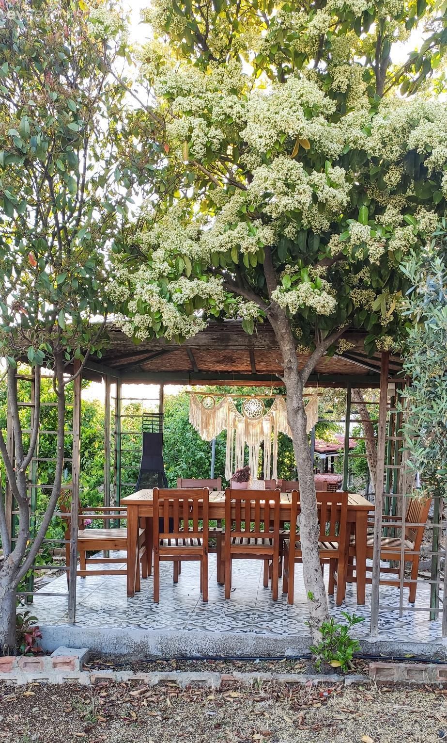 Bahçe, Kamelya, Sandalye, Bahçe masası, Makrome