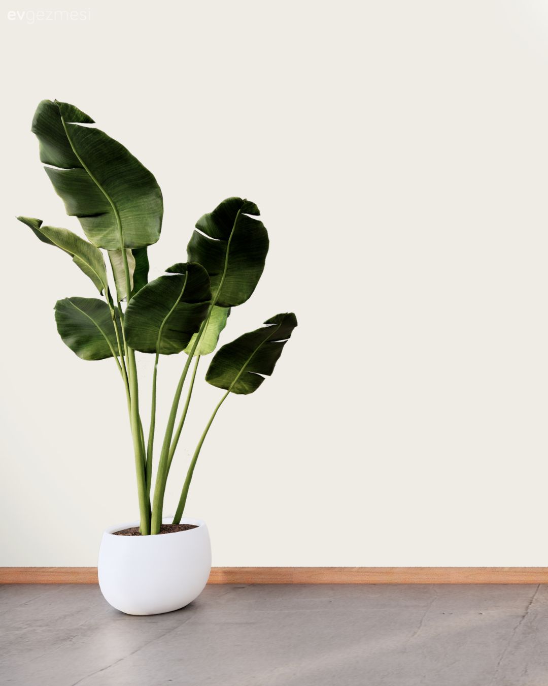 En Çok Sevilen Duvar Boyası Renkleri: Farklı Markalardan Renk Kodları