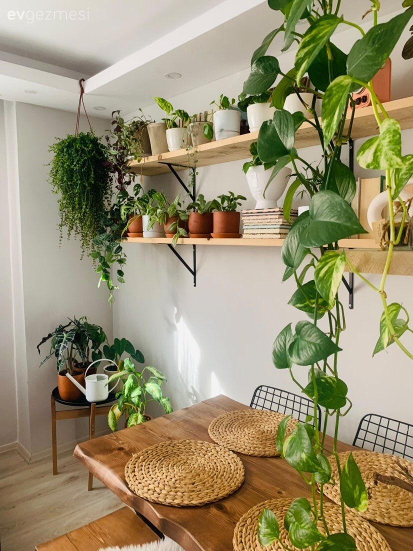 Mutfak rafı, Mutfak, Ev bitkisi, Mutfak aksesuarları