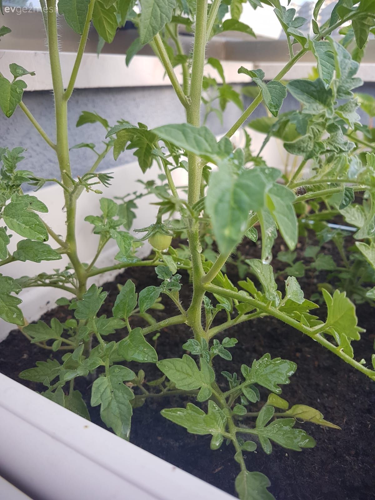 Teras, Çiçeklik, Beyaz