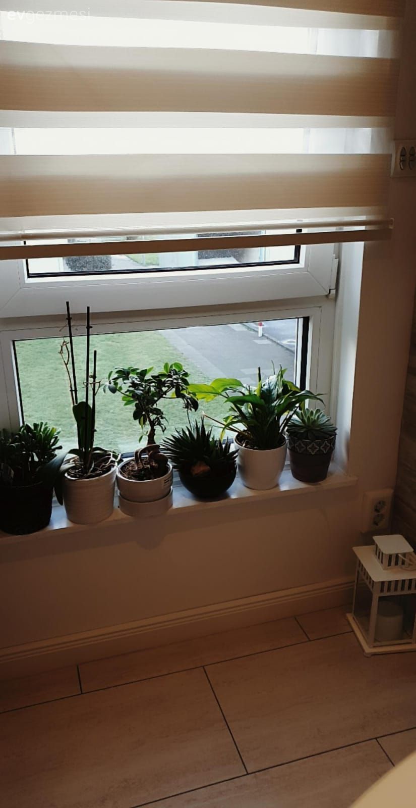 Mutfak, Mutfak perdesi, Zebra Perde, Perde, Ev bitkisi